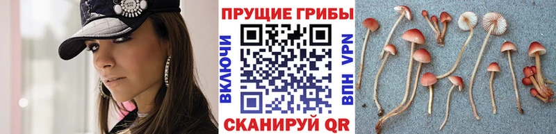 Галлюциногенные грибы прущие грибы  Белёв 